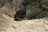 CAVALIER KING CHARLES 290